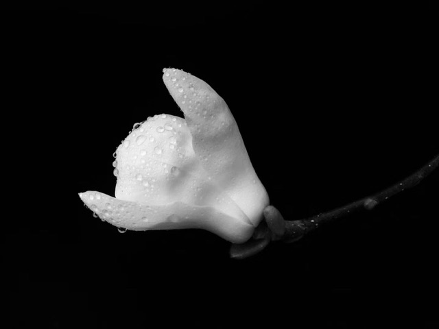 花事